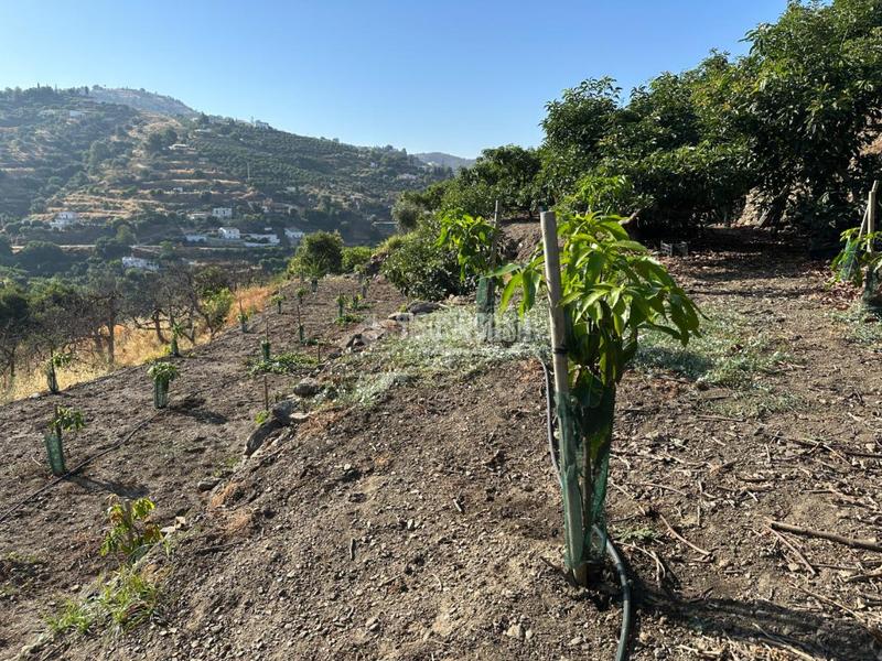 Foto 4d93b9a2-6617-4548-962e-2121e8a39cc8. Landgut in Torrox pueblo Torrox