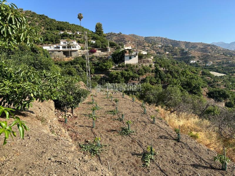 Foto bc4917ac-8fd2-48e9-b402-dc1e926f0287. Landgut in Torrox pueblo Torrox