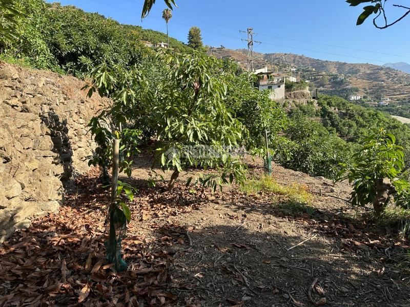 Foto be196866-7854-4e61-89a8-75608c91a368. Landgut in Torrox pueblo Torrox