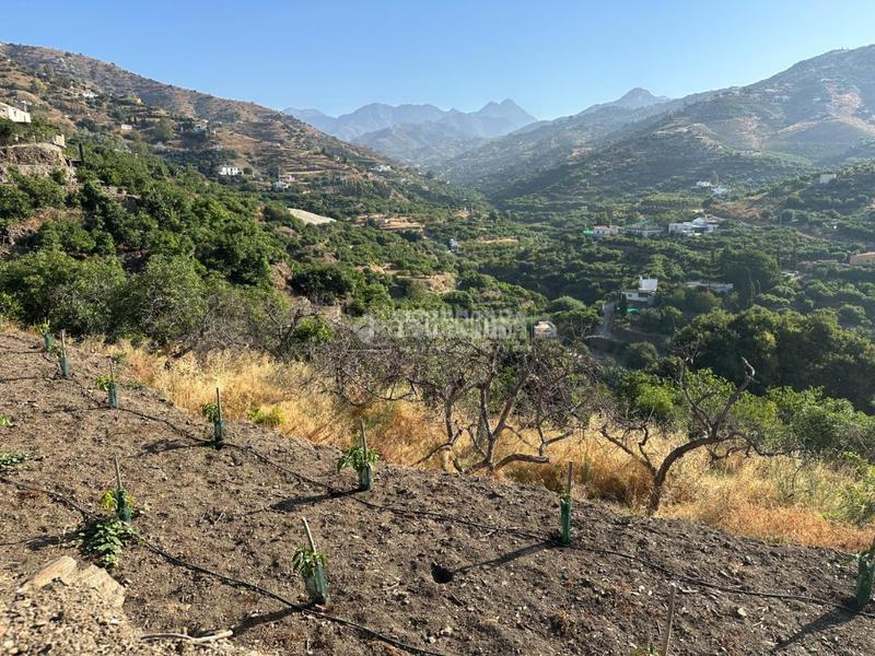 Foto bfb7f1d8-9b12-4a46-a226-c79e861c26da. Landgut in Torrox pueblo Torrox