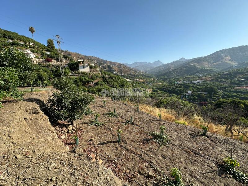 Foto f12c7b48-0231-4c62-abea-1c1cb369dafc. Landgut in Torrox pueblo Torrox