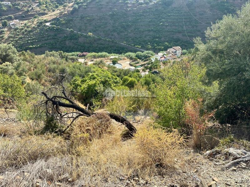Foto 92f507dc-5811-45f6-8c36-c9ebd1ee2354. Finca rústica a Torrox pueblo Torrox