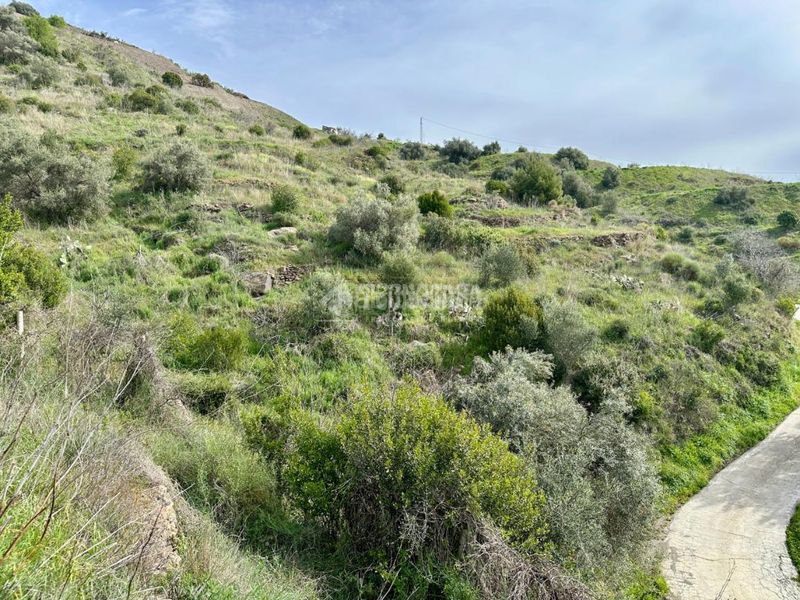 Foto 4d81e6b0-770c-40eb-8d10-483751b0e772. Finca rústica a Torrox pueblo Torrox