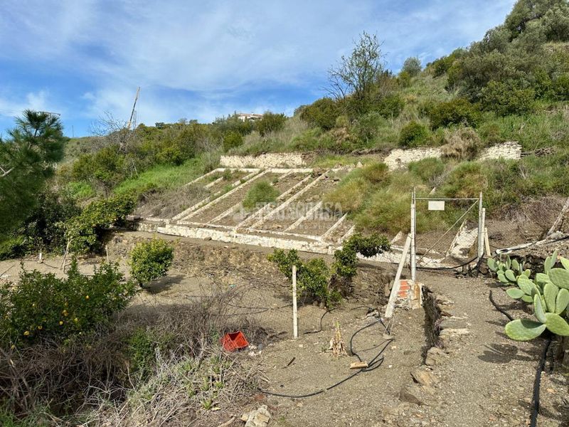 Foto dffe488c-f6f2-4745-9a3f-b0503d07d060. Finca rústica a Torrox pueblo Torrox