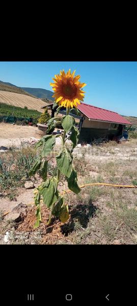 Foto c1535526-8bb4-4606-b71e-8c1bb3c06716. Landgut in Mañeru
