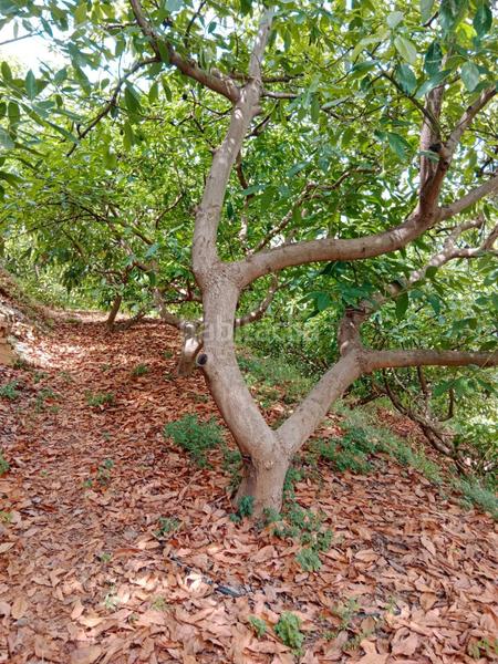 Foto 6d3b128d-2a90-4faf-9637-f332232d2c27. Wohngrundstück in paraje de la palma 3 in Jete