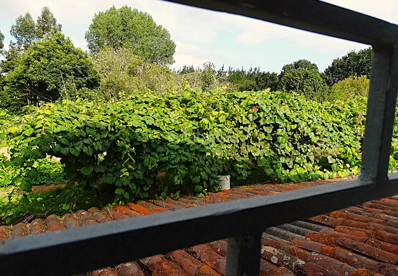 Foto 9d5cf2d2-4e8c-4bbe-a726-51bf612d688d. Bauernhof mit kamin heizung parking in Piñeiros - Freixeiro Narón