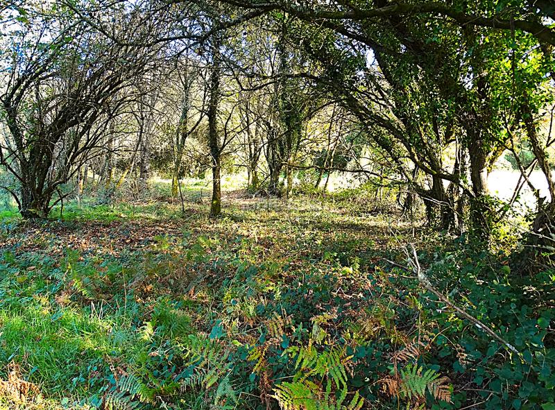 Foto b4e138f3-b3d9-450d-81d0-2810eb023e14. Masía conjunto de edificaciones tradicionales para rehabilitar en el interior de lugo en Vilalba