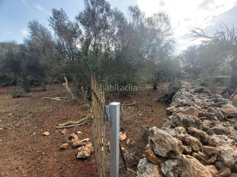 Foto f3cb6a5a-58fd-4767-9f8e-412d73190b2c. Finca rústica finca rustica en venta en Santa Margalida poble Santa Margalida