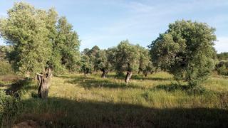 Masia a Batea