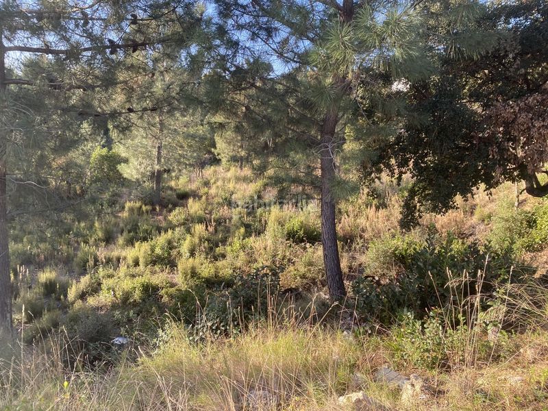 Foto 6d4b102b-09a3-4a3a-a7a9-ac8e709c034a. Terreno residencial en carrer perdiu 38 tres parcelas contiguas ideal promotor en Riudarenes