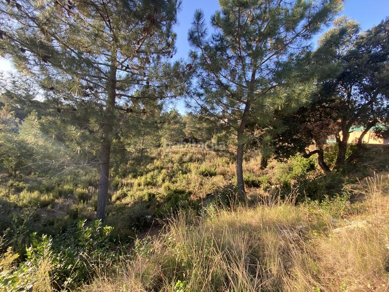 Foto 702ff580-5bf6-47be-a4ce-e59633b7ba05. Terreno residencial en carrer perdiu 38 tres parcelas contiguas ideal promotor en Riudarenes