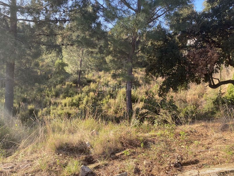 Foto aef01076-5491-451c-a46c-1b23cfd8d428. Terreno residencial en carrer perdiu 38 tres parcelas contiguas ideal promotor en Riudarenes