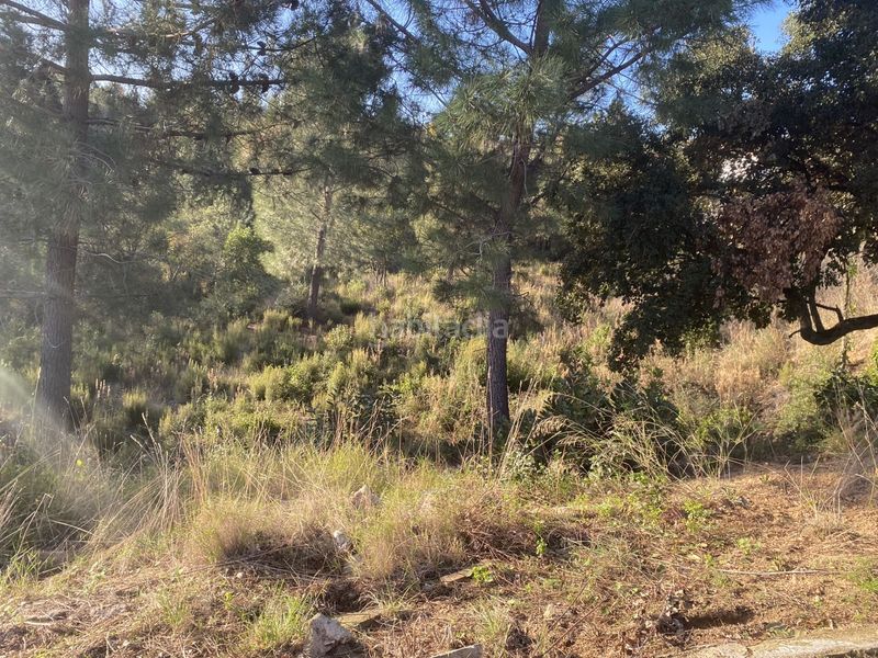 Foto b65e7aa5-2122-4c08-bc8b-c39e62a5a125. Terreno residencial en carrer perdiu 38 tres parcelas contiguas ideal promotor en Riudarenes
