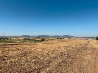 Finca rstica en Sur. Terreno rstico en zona bodegones