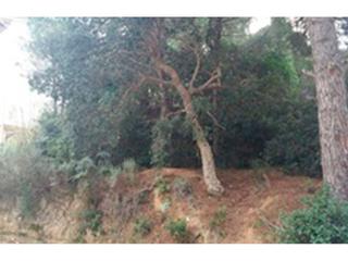 Fondo rustico  Rosamar. Parcela en santa cristina daro