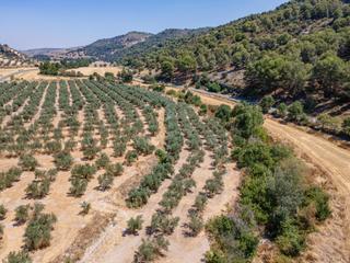 Propriété à Deifontes. Gran oportunidad !!!! olivar en venta.....