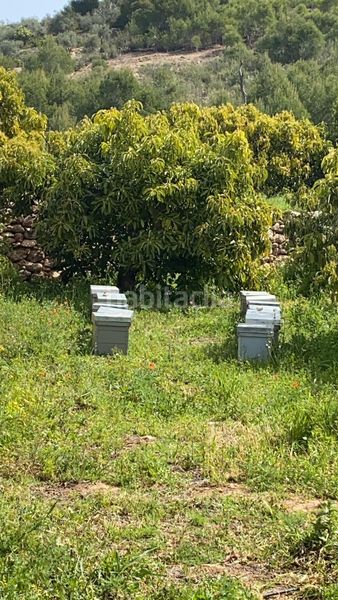 Foto 9eb72e71-fdc1-4f67-bc51-cccc93d3f0da. Finca rústica a Molvízar