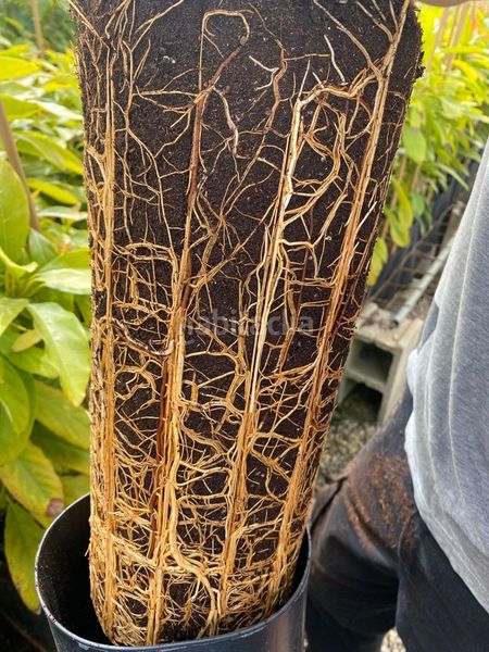 Foto a664ac02-41b3-46e9-afa1-e2380bb25561. Finca rústica a Molvízar