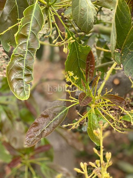 Foto af827de4-c0e1-4030-a79e-b720eb0f583c. Finca rústica a Molvízar