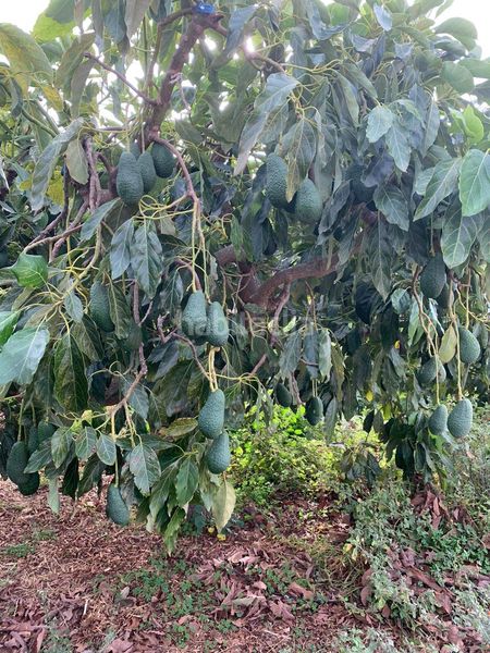Foto b6339544-1585-4472-bbc8-f86efb1561dc. Finca rústica a Molvízar