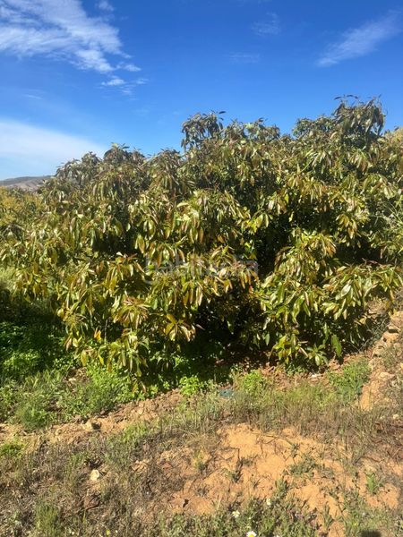 Foto b633e2a1-bded-4974-9aa7-3e8dbe096761. Finca rústica a Molvízar