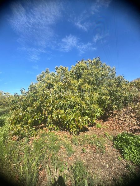Foto b887f6c2-9d36-4ff4-a2e1-6ec7d8b91869. Finca rústica a Molvízar