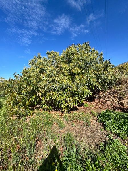 Foto e7a327ad-e216-456d-9e6a-ffca9b0233d8. Finca rústica a Molvízar