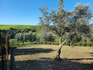Finca rstica en Coronil (El). Terrenos en venta en el coronil
