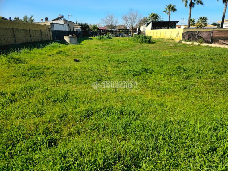 Foto cde224a7-eb0a-47e6-b470-3ced1b073eb6. Fondo rustico in Arahal