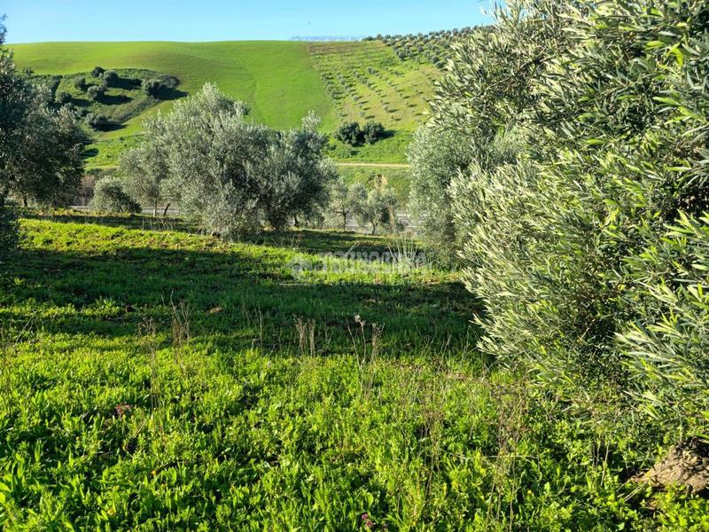 Foto 25435cad-a634-42c1-aa35-bd3acace0183. Finca rústica terrenos en venta en el coronil en Coronil (El)