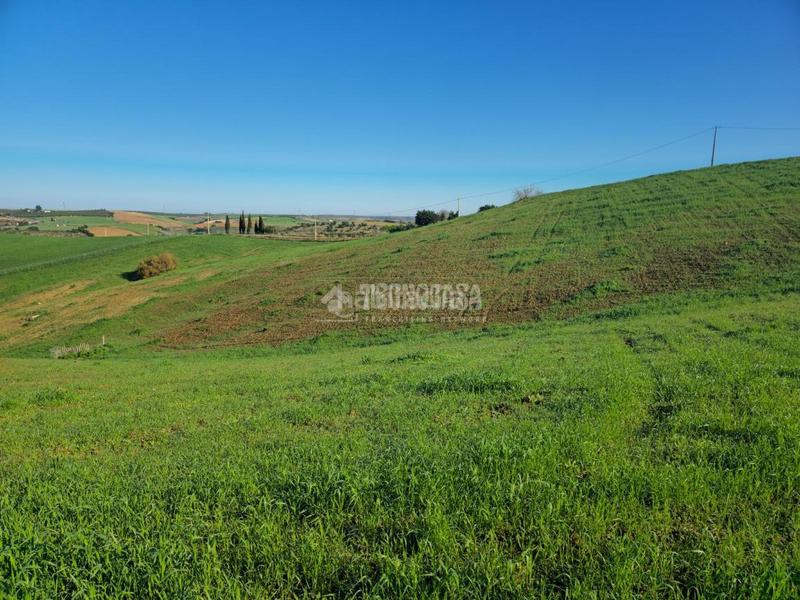 Foto 5b3a6179-50ef-4795-9a88-e4dd4f7c013d. Finca rústica terrenos en venta en el coronil en Coronil (El)