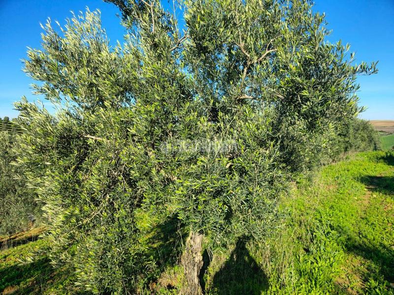 Foto 6b907fc9-e360-4b1f-a4f8-9ce56b2d648f. Finca rústica terrenos en venta en el coronil en Coronil (El)