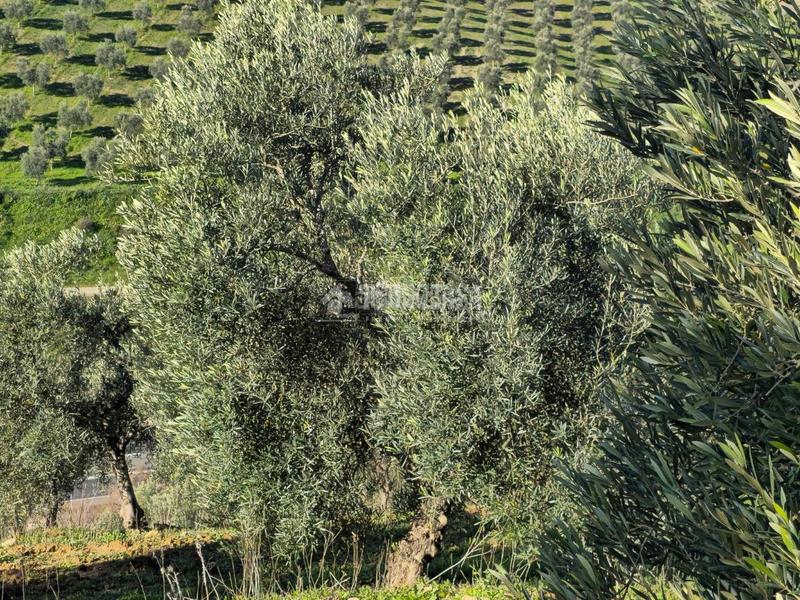 Foto b3d830e6-ffac-4e75-895e-b5efd1cdbfc8. Finca rústica terrenos en venta en el coronil en Coronil (El)