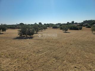 Finca rstica en Arahal. Terrenos en venta en arahal