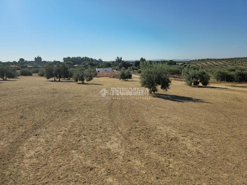 Foto 0fd18737-d32c-4905-a065-8ea6b8ecbee5. Finca rústica a Arahal