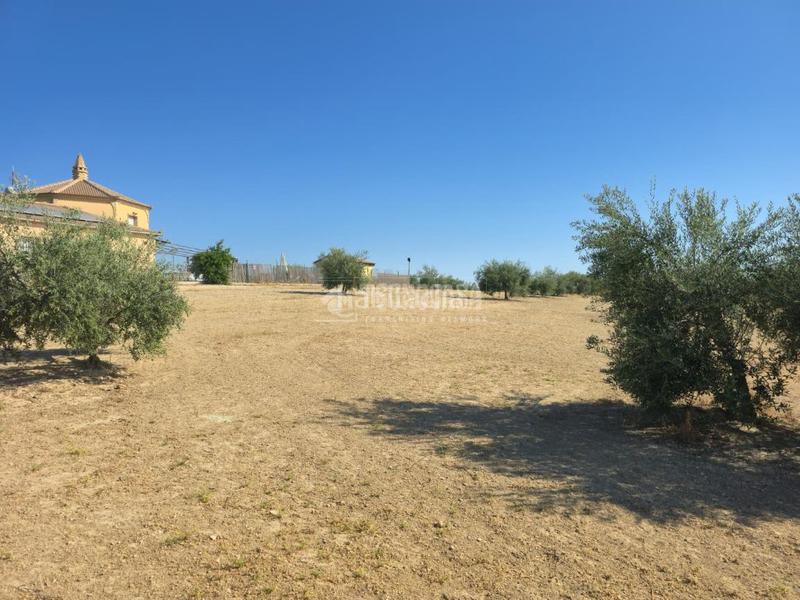 Foto 17d4fa84-ac6d-4176-85d9-aae735dddc9c. Finca rústica a Arahal