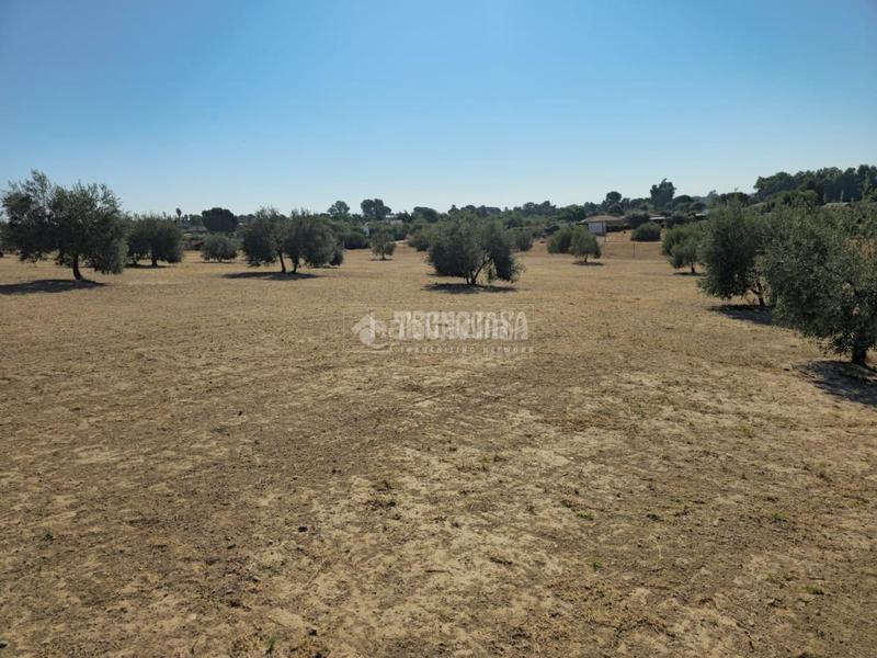 Foto 364aea54-2a4b-485f-aa6c-5eace2020709. Finca rústica a Arahal