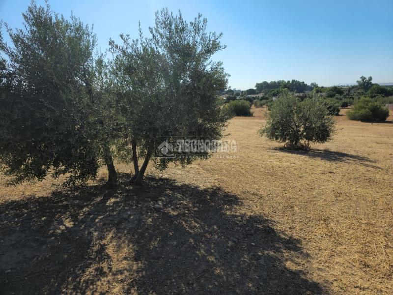 Foto 60eaef15-cf53-4b5d-b67a-8812d4347d00. Finca rústica a Arahal