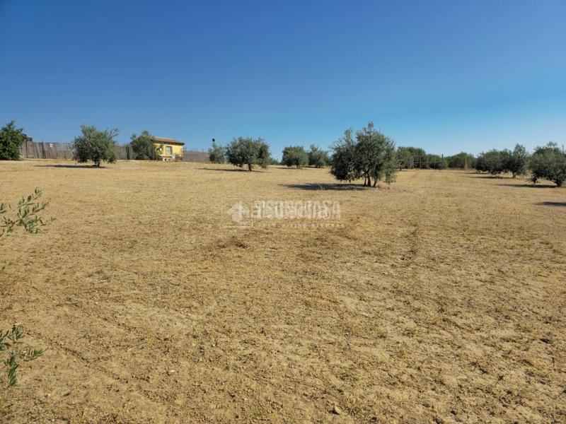 Foto 621d38c7-3f7f-4900-bd36-ae3b25967767. Finca rústica a Arahal