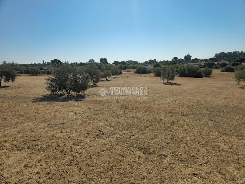 Foto 9b2f0bdd-ca26-442a-871e-2f8f6bb4c5b2. Finca rústica a Arahal