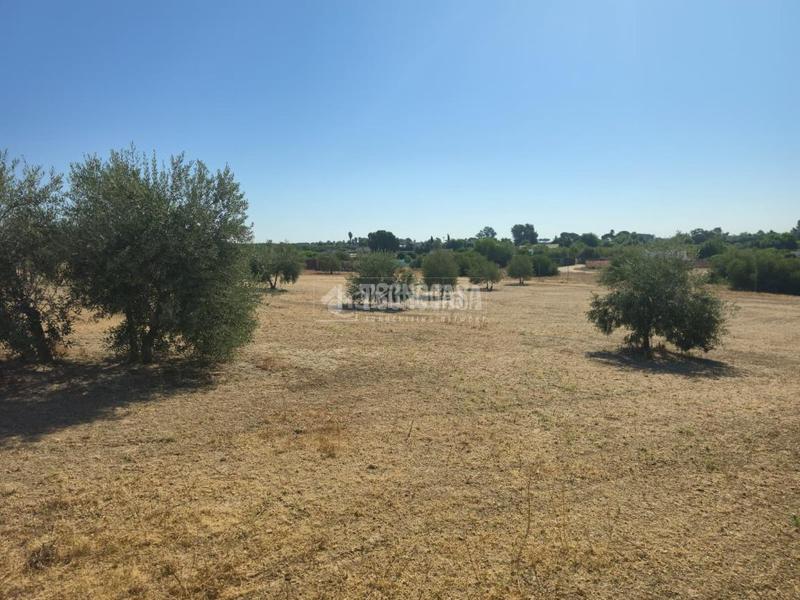 Foto ee1735fd-1495-43c6-929f-a3e666aa643a. Finca rústica a Arahal