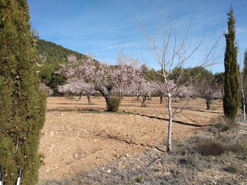 Foto 8409196f-b82d-46c1-aa2c-159075021de1. Fondo rustico in Mula