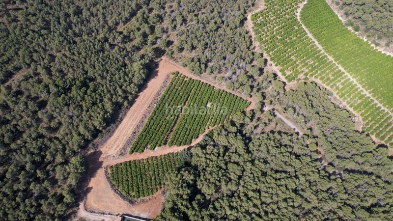 Foto 6a6da2aa-815d-422f-bfc7-8865bbfda455. Finca rústica a Doctor Palos - Alto Palancia Sagunt