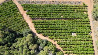 Fondo rustico  Sagunto. Oportunidad única para agricultores y emprendedores agrícolas!