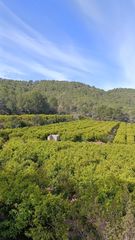 Propriété  Sagunto. Oportunidad única para agricultores y emprendedores agrícolas!