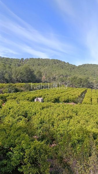 Foto fa78ff20-7261-4ef0-b9ae-1a7a00c549ab. Finca rústica a Doctor Palos - Alto Palancia Sagunt