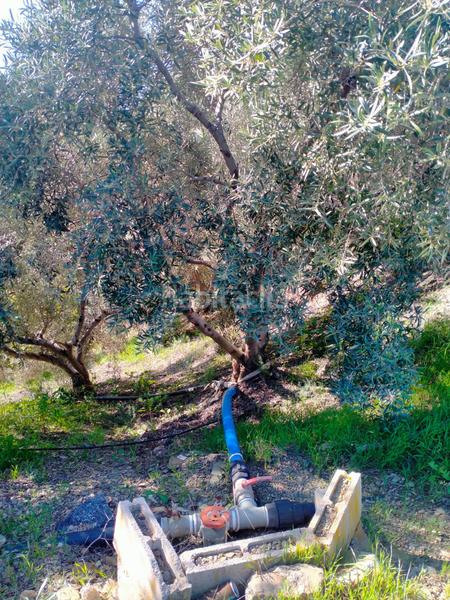 Foto 0e9999fe-af2c-449d-933d-290900b031ed. Fondo rustico in calle cristo de la veracruz 31 in Almogía