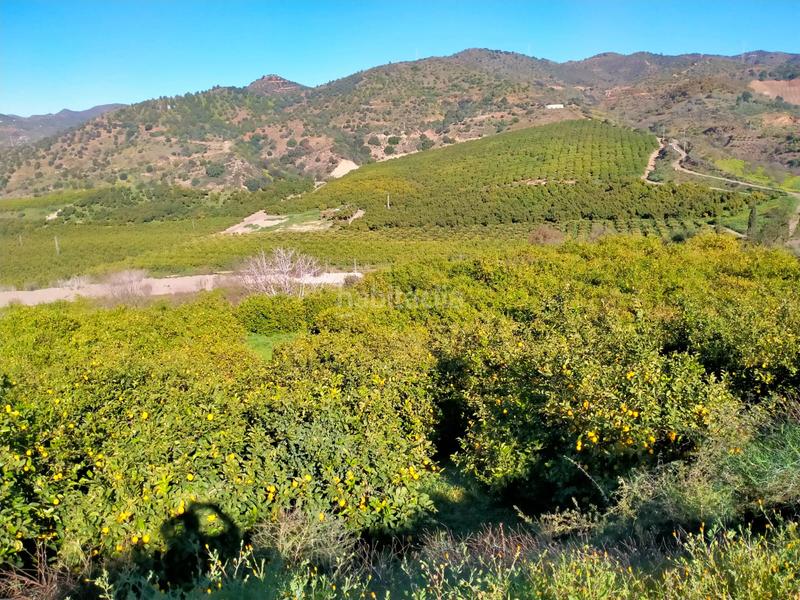 Foto 352042f3-efc9-4cdb-bf58-2998975ecdc3. Fondo rustico in calle cristo de la veracruz 31 in Almogía