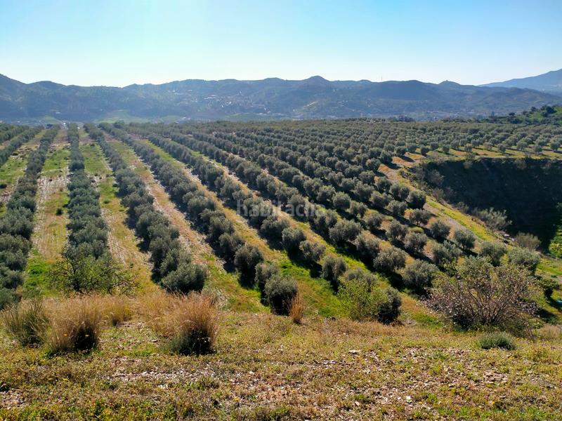 Foto 66064578-62d5-4d16-abfa-04307e1812ac. Fondo rustico in calle cristo de la veracruz 31 in Almogía